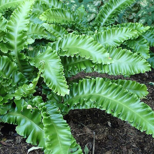 Asplenium Scolopendrium - Photo by Krzysztof Ziarnek, Kenraiz (CC BY-SA 4.0)