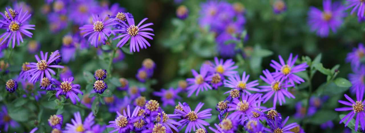 Purple aster - Image by grainlatte from Pixabay