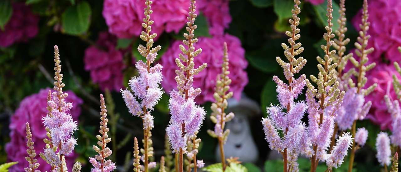 Astilbes in the garden