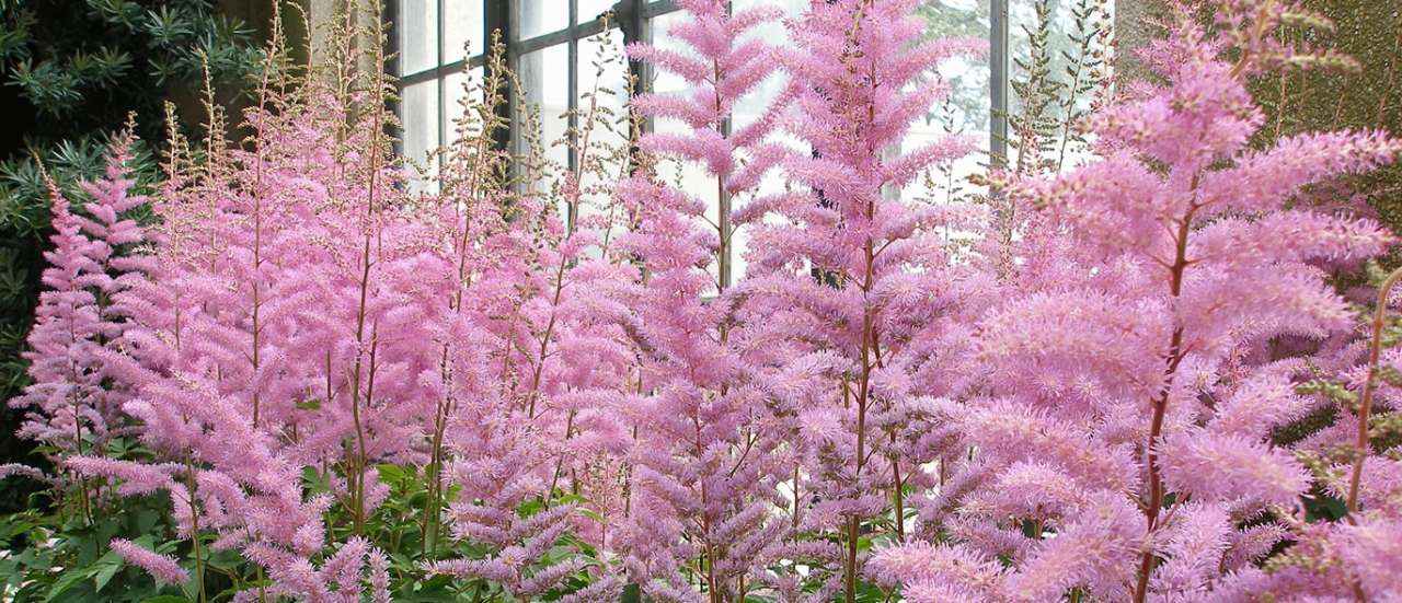 Astilbes - Image by DonnaFloyd from Pixabay