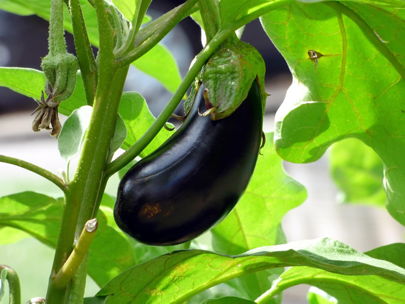 Fresh aubergines