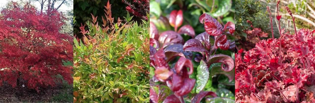 Japanese Acer, Nandina, Leucothoe & Heuchera make for excellent autumn colour