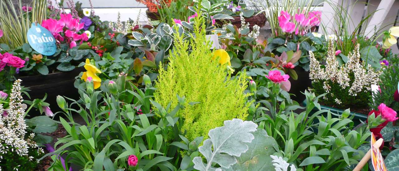 Pre-made container displays available at Ardcarne Garden Centre Boyle and Roscommon Town