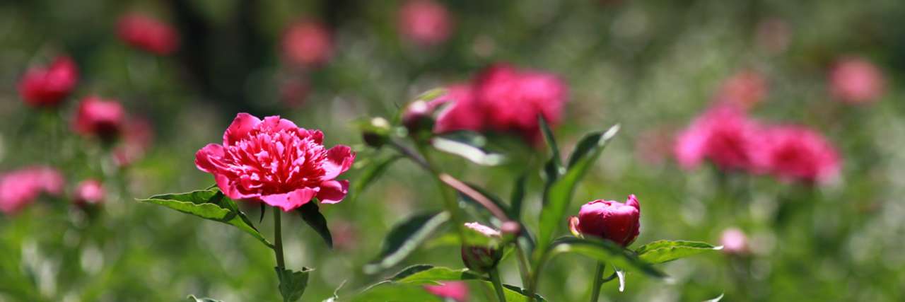 Herbaceous peonies - Image by 피어나네 from Pixabay