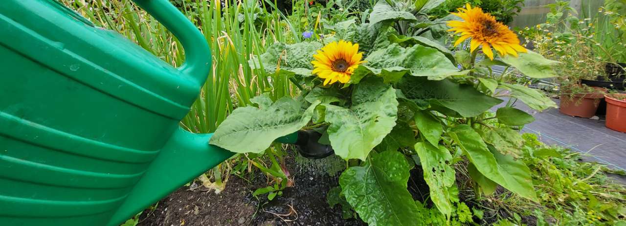 Watering a sunflower at the base - Photo by Richard (AGC) taken 20/07/2026