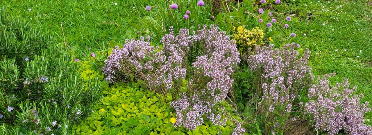 Thyme growing in a well drained border in full flower - Photo taken 05/06/26