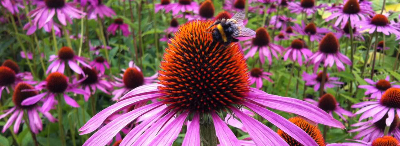 Swathes of Echinacea Purpurea - Image by Daniela Britti from Pixabay