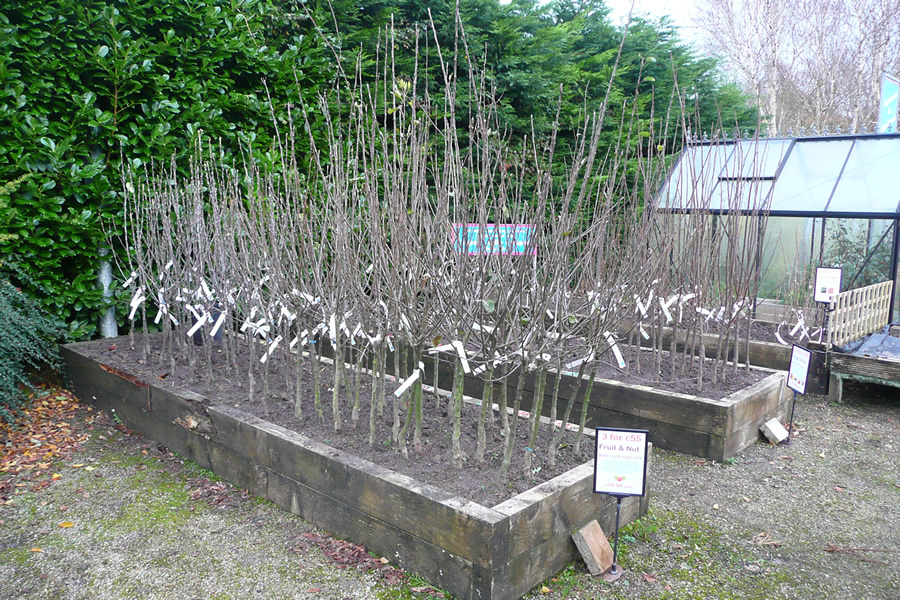Bare root fruit trees at Ardcarne Garden Centre, Boyle - Photo taken in November 2025