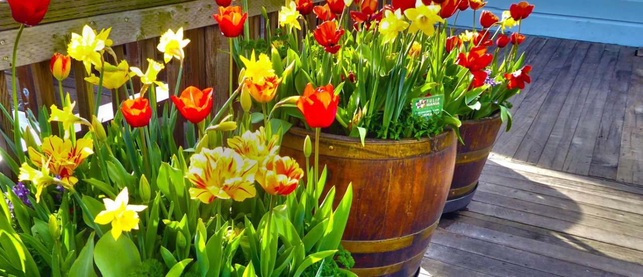 Here we see a mix of tulips and daffodils planted in a barrel for a seasonal display - Photo by Linnaea Mallette (public domain courtesy of needpix)
