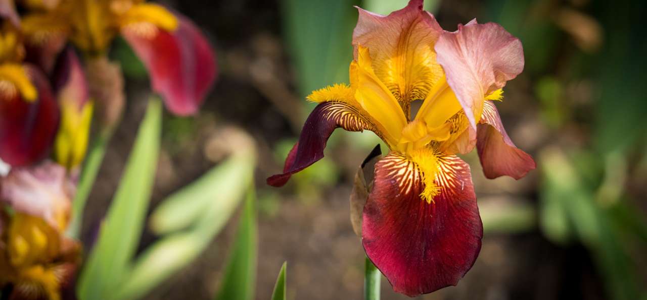 Bearded Iris (Possibly 'Blatant' or 'Staten Island') - Image by Samuel Stone from Pixabay