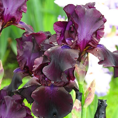 Bearded Iris (iris germanica) 'Superstition' - Photo by Kor!An (Андрей Корзун) (CC BY-SA 3.0)