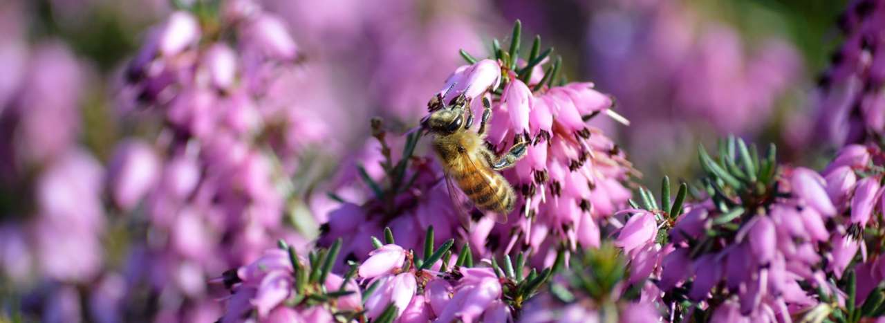 Heathers are loved by pollinators like honey bees - Image by Frauke Riether from Pixabay