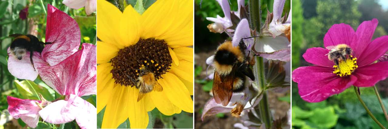 A variety of annuals attract bees in the summer - Photos by Richard (AGC)