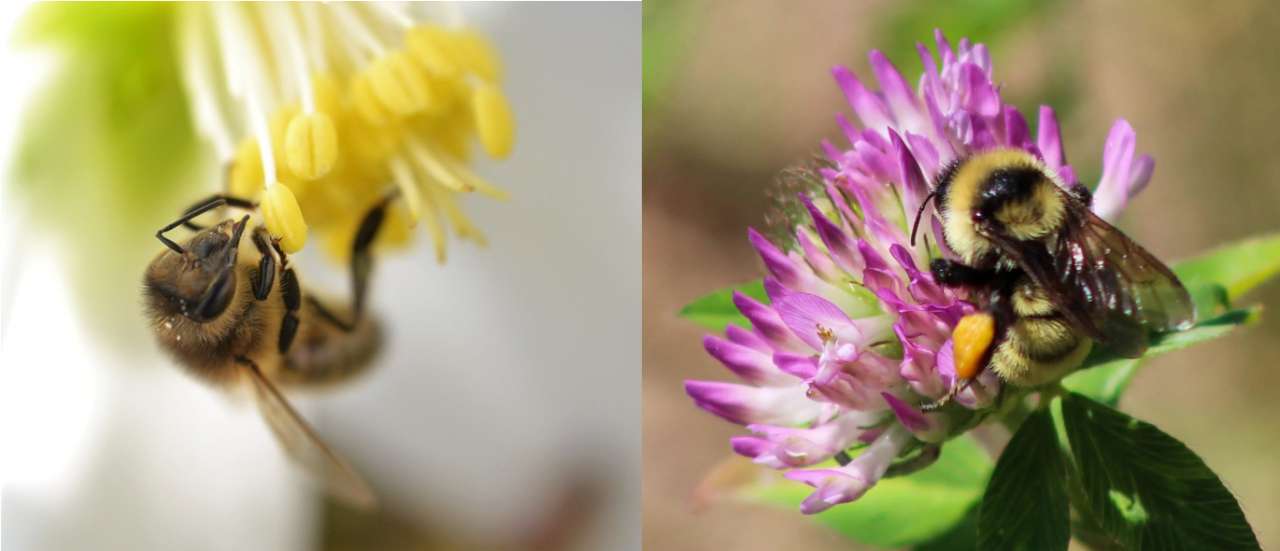 Bees benefiting from helleborus niger (left) and the common red clover (right) - Images from Conall (Flickr CC BY-SA 2.0) and Michelle Frechette (CC0 - WordPress Photo Directory) 