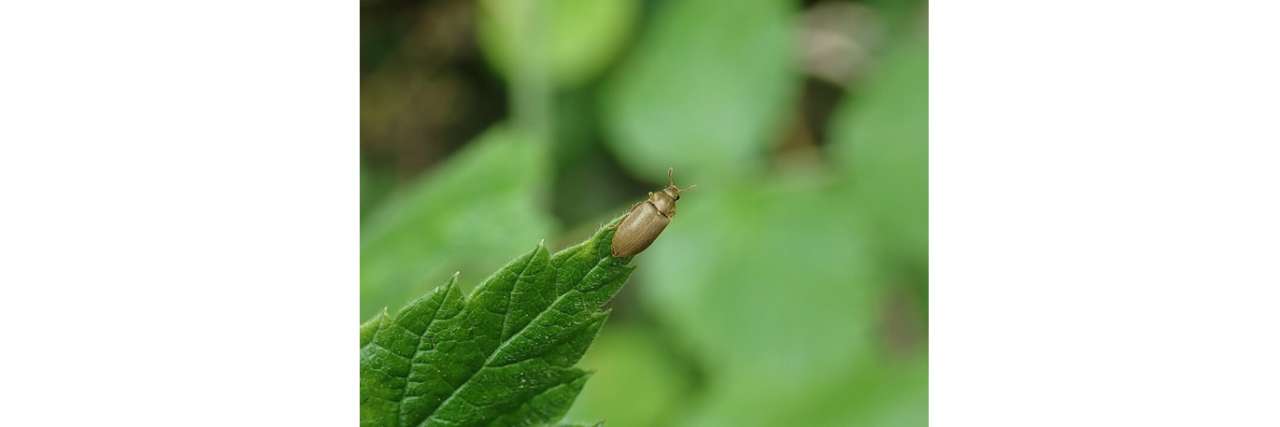 Raspberry Beetle - photo by kitenet (CC BY-SA 2.0)