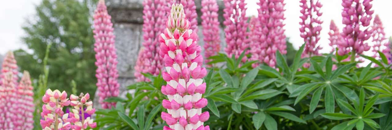 Pink & White bicoloured lupins - Image by jacqueline macou from Pixabay