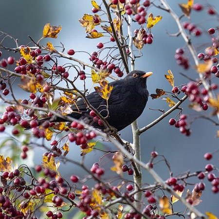 Blackbird - Image by Willfried Wende from Pixabay