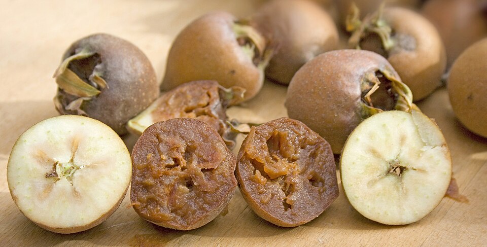 Mespilus germanica - semi-mature and fully ripe fruit, cross section - Photo by Takk (CC BY-SA 3.0)