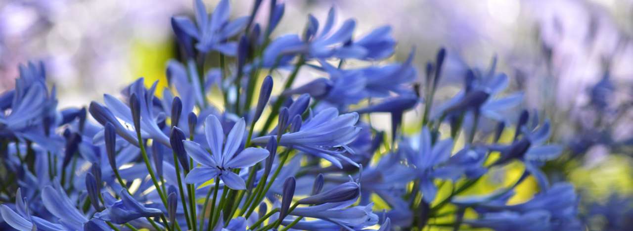 Blue agapanthus in a sunny Mediterranean style garden - Image by Frauke Riether from Pixabay