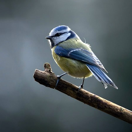 Blue Tit - Image by Max Gindele from Pixabay