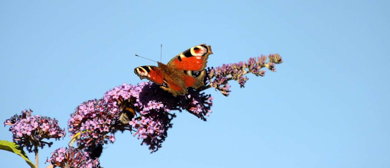 Buddleja with Peacock Butterfly - Image by Anke Sundermeier from Pixabay