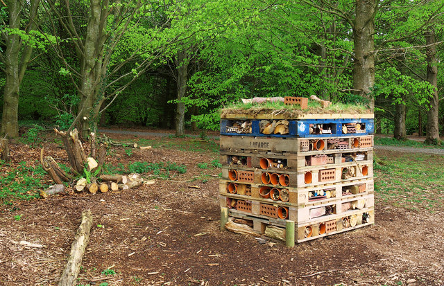 Bug Hotel - Castle Espie - photo by Rossographer (CC BY-SA 2.0) as part of Geograph Ireland.