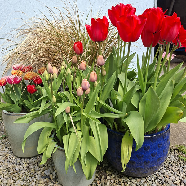 Mix of spring flowering bulbs in containers along with an ornamental grass - Photo by Mary Frances taken Spring 2026