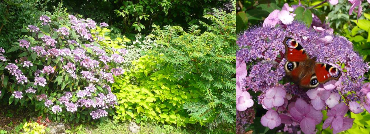 Hydrangea aspera 'Anthony Bullivant' - Photo by Richard (AGC) taken July 2025