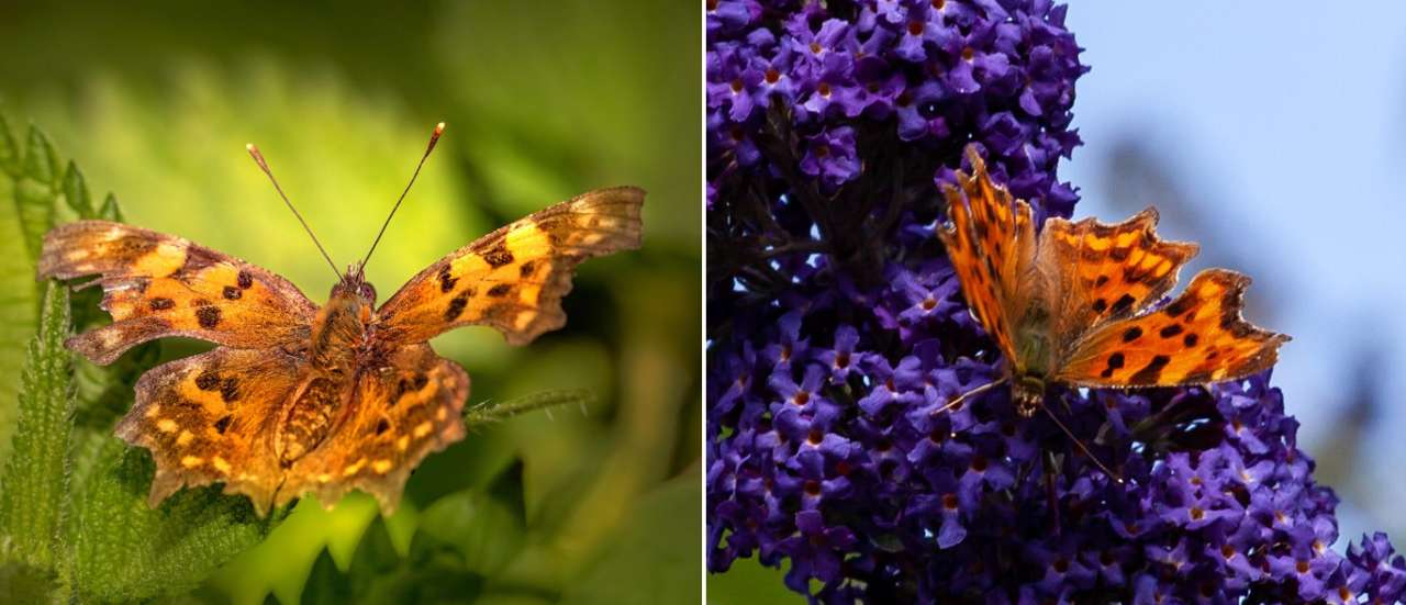 The Comma Butterfly seen(left) on native nettles and (right) on Buddleja - Images by Erik Karits and Kev from Pixabay respectively