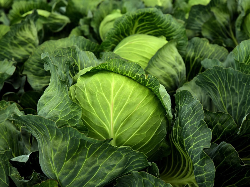 Cabbage