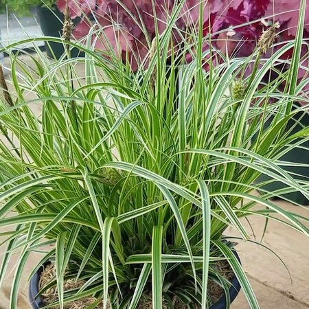 Carex
