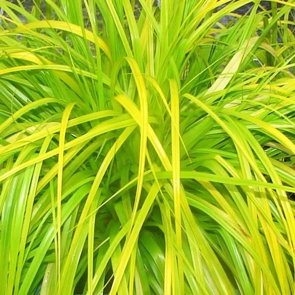 Carex Everillo - Photo by Matt Lavin (CC BY-SA 4.0)