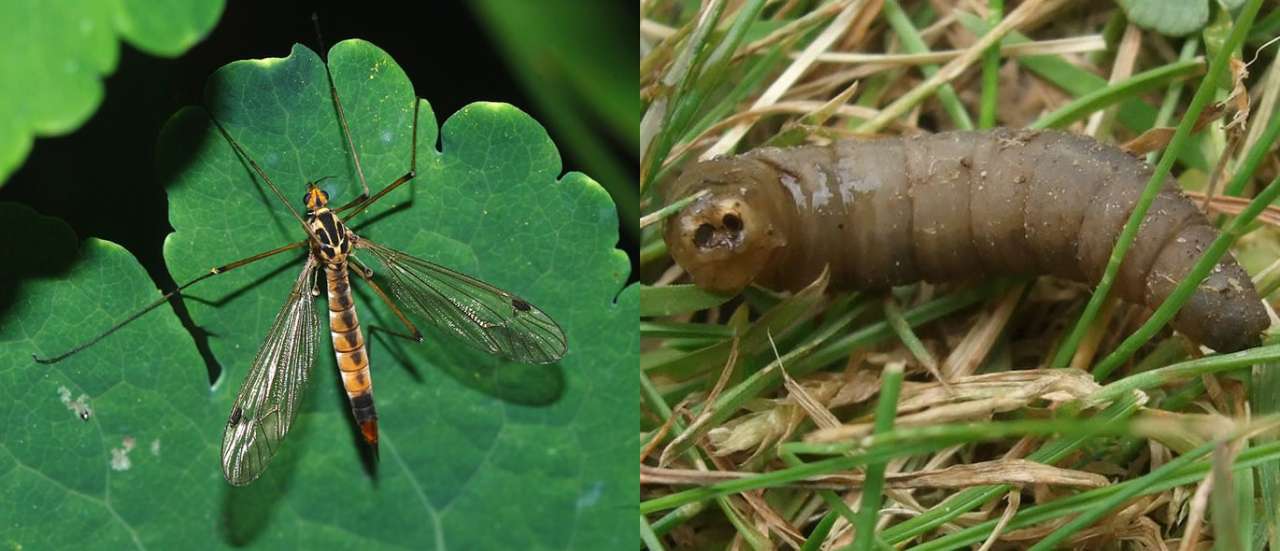 Crane fly and it's larvae - leatherjackets Images by Alvesgaspar (CC BY-SA 3.0) & SimonLH64 (CC BY-SA 2.0)