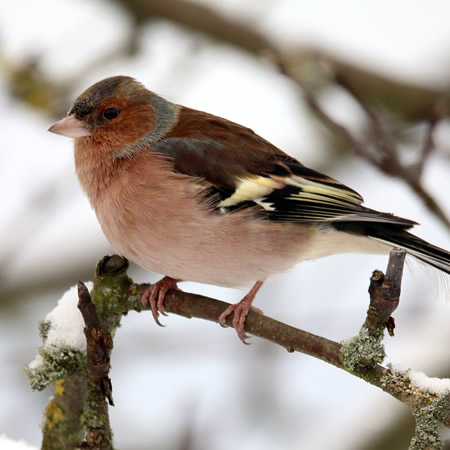 Chaffinch - Image by JacekBen from Pixabay