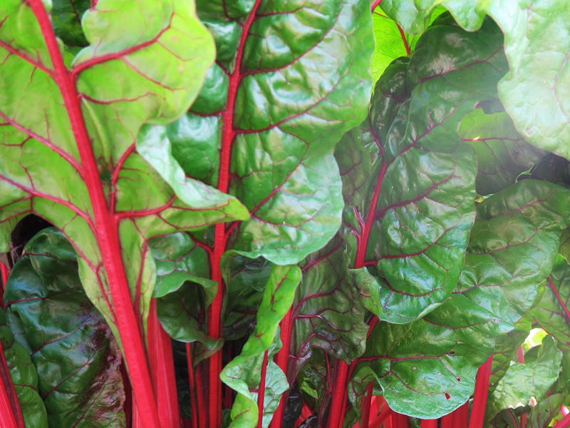 Chard