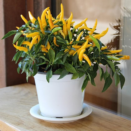 Table-top Chilies - Image by Alexandra_Koch from Pixabay