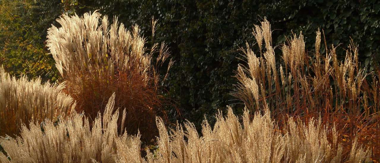 Miscanthus sinensis catching the low autumn light - Image by Hans from Pixabay