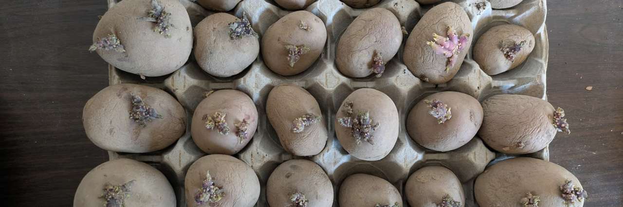 Chitting potatoes in cardboard egg boxes - Image by Kangarooth (CC BY-SA 4.0)