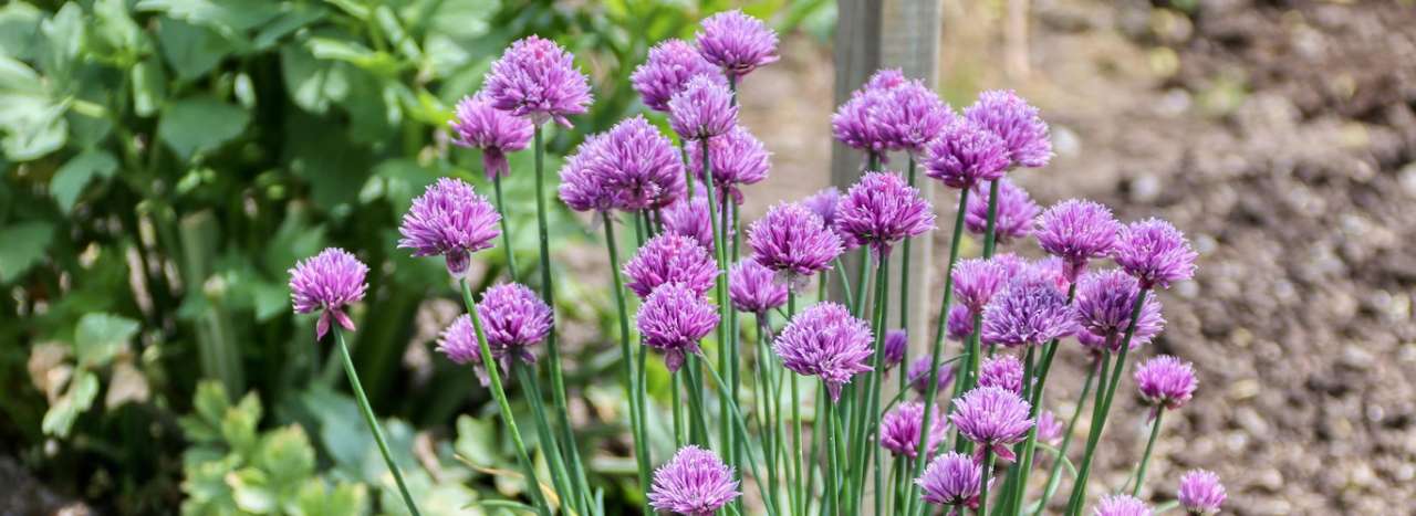 Chives have lovely purple flowers that also look great in your borders - Image by Alexander Fox from Pixabay