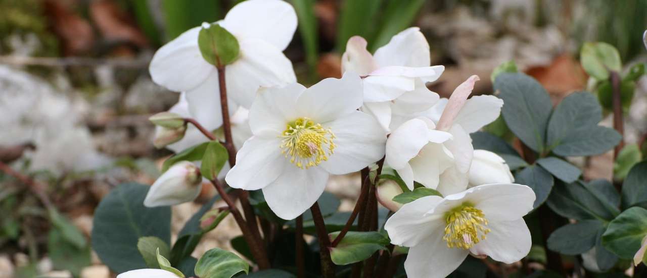 Christmas Rose / Hellebore - Image by Roland Steinmann from Pixabay