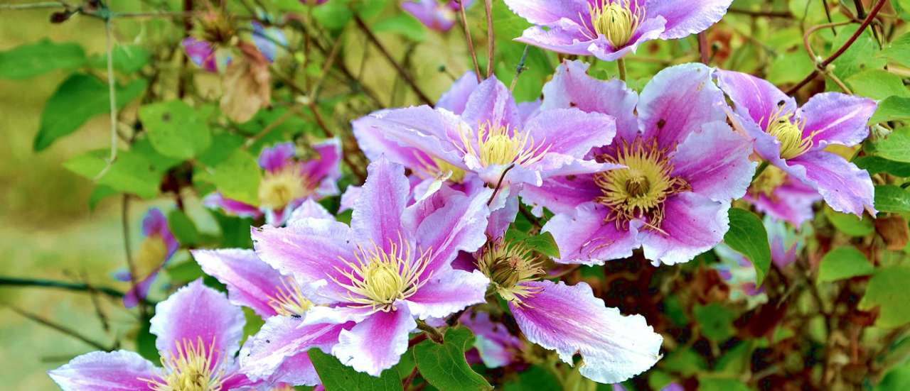 Clematis