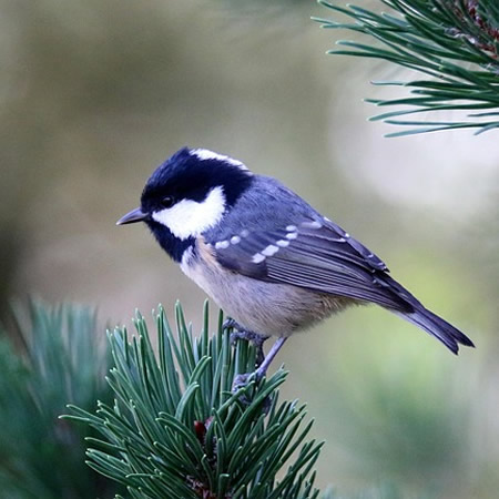 Coal Tit - Image by JacekBen from Pixabay