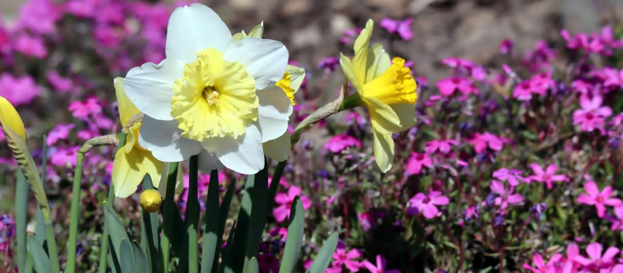 Phlox and Daffodils - Image by あいむ 望月 from Pixabay