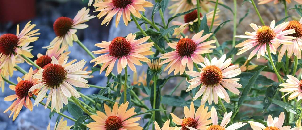 Echinacea - Image by Manfred Richter from Pixabay