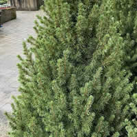 Picea glauca 'Conica' - Photo taken at Ardcarne Garden Centre, Boyle – 30/11/2025