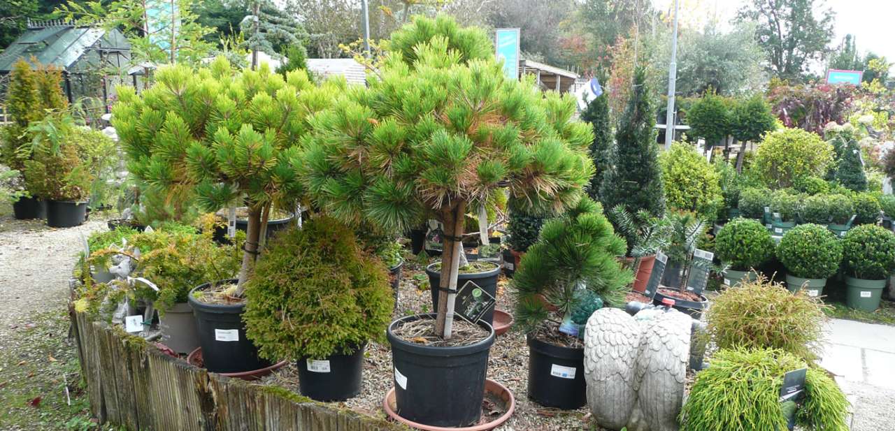 Selection of conifers photographed at Ardcane Garden Centre, Boyle - 17/10/2025
