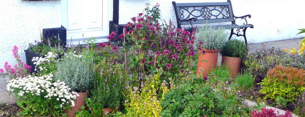 Lavender in containers within a bed - Photo taken by Richard (AGC) in Boyle 