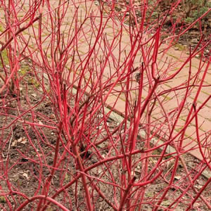 Cornus alba Sibirica - Image courtesy of pxfuel