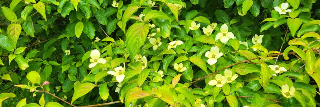 Flowering cornus in early June - Photo taken by Richard (AGC) 08/06/2026