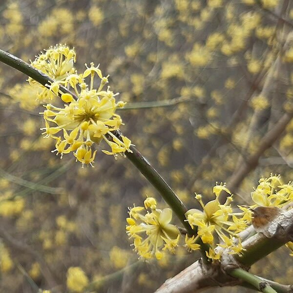 Cornus Mas - Photo by Sdjurovic (CC0)